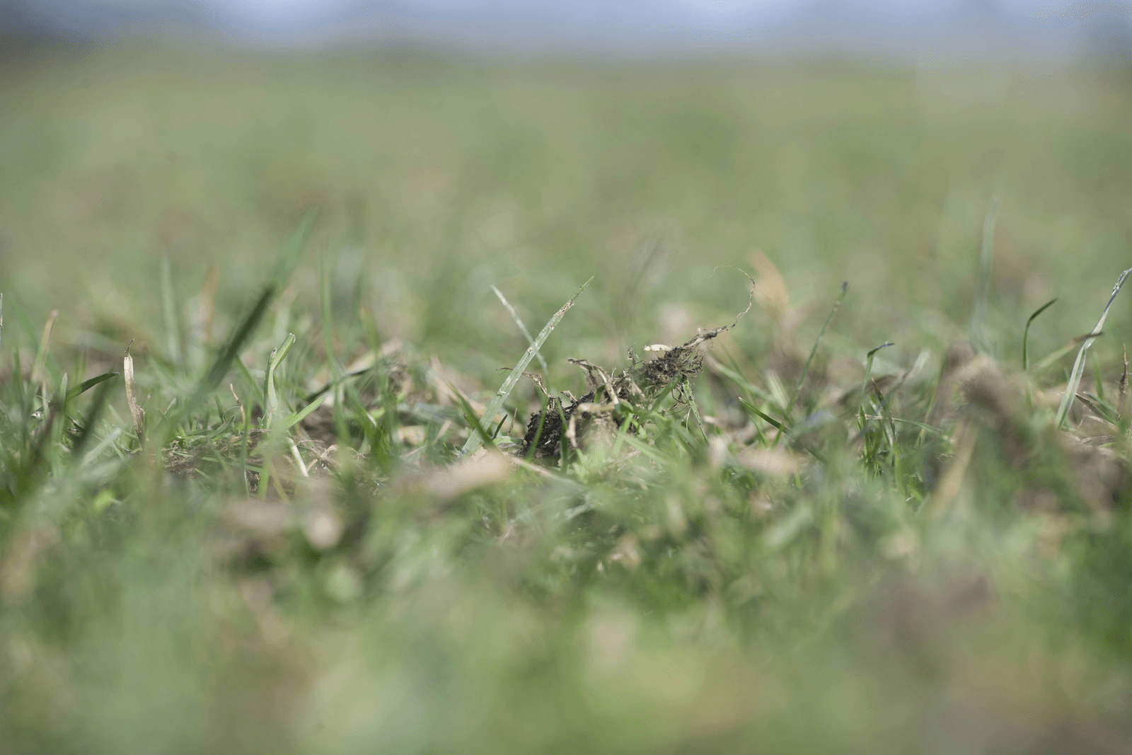 LTO wil ontheffing voor graslandvernieuwing op zand