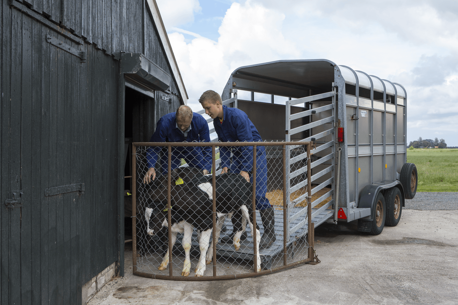 Kalverhouder Jellesma haalt kalveren zelf op - Foto: Anne van der Woude