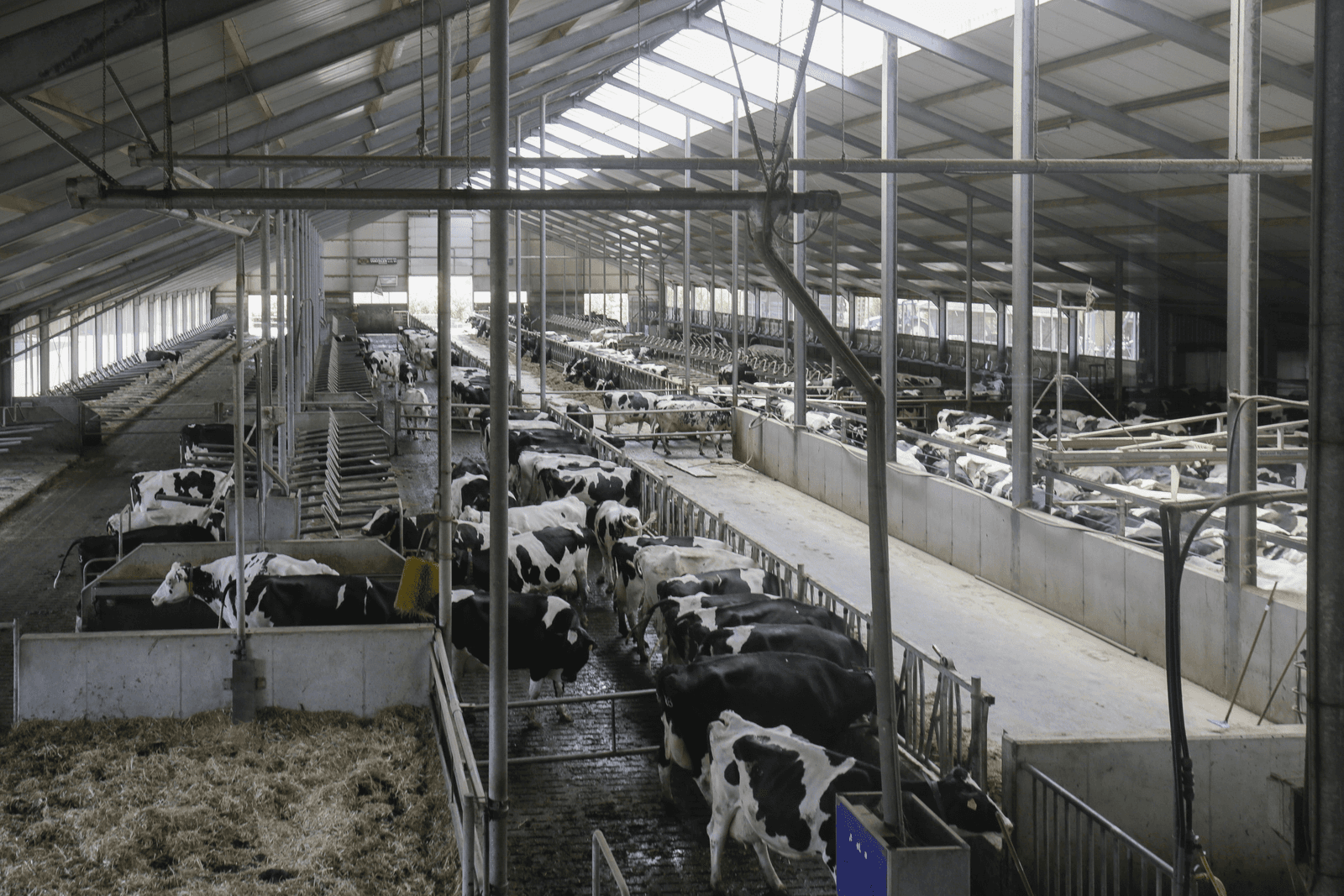 Goed klimaat en veel rust in stal voor melkvee - Foto's: Jan Willem van Vliet