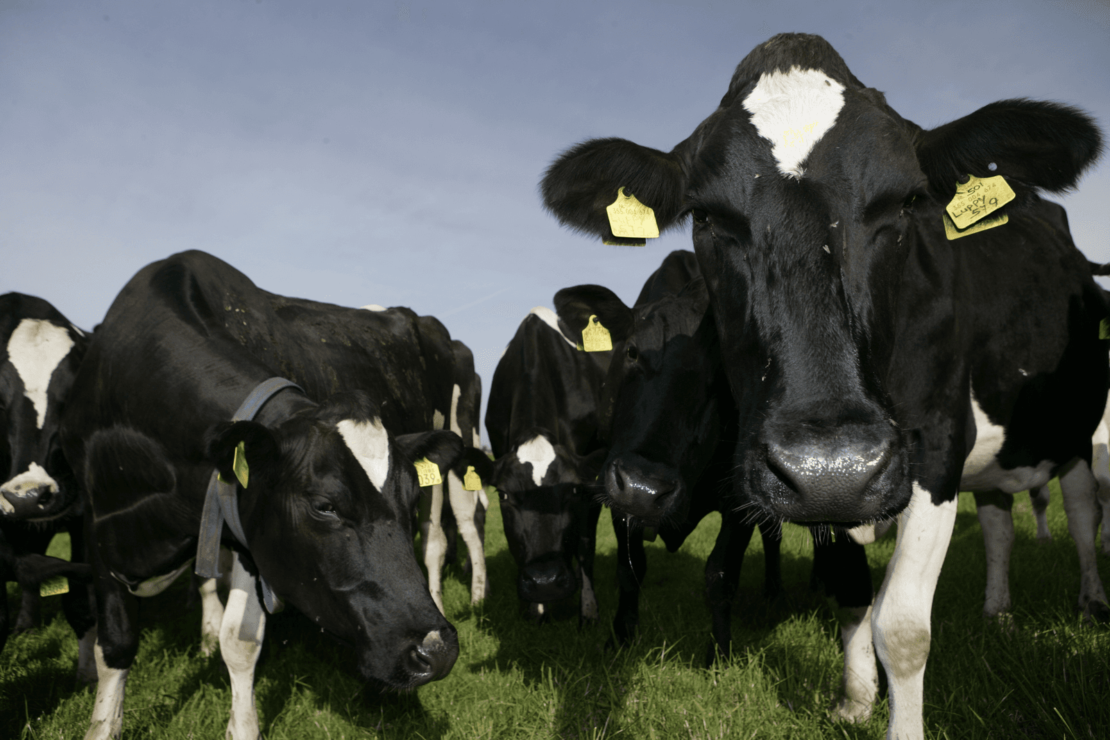 Homeopathische geneesmiddelen zijn steeds meer in trek bij boeren. Vooral om koeien te behandelen tegen mastitis. Het aantal beschikbare middelen daalt echter. <br /><em>Foto: Michel Zoeter</em>