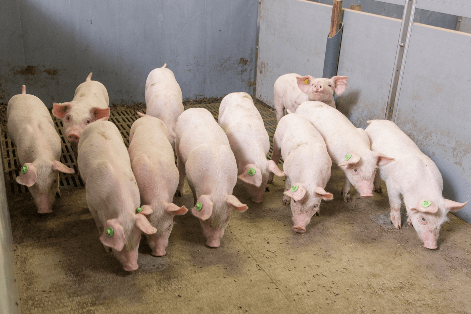 Vraagtekens bij varkensplan - Foto: Koos Groenewold