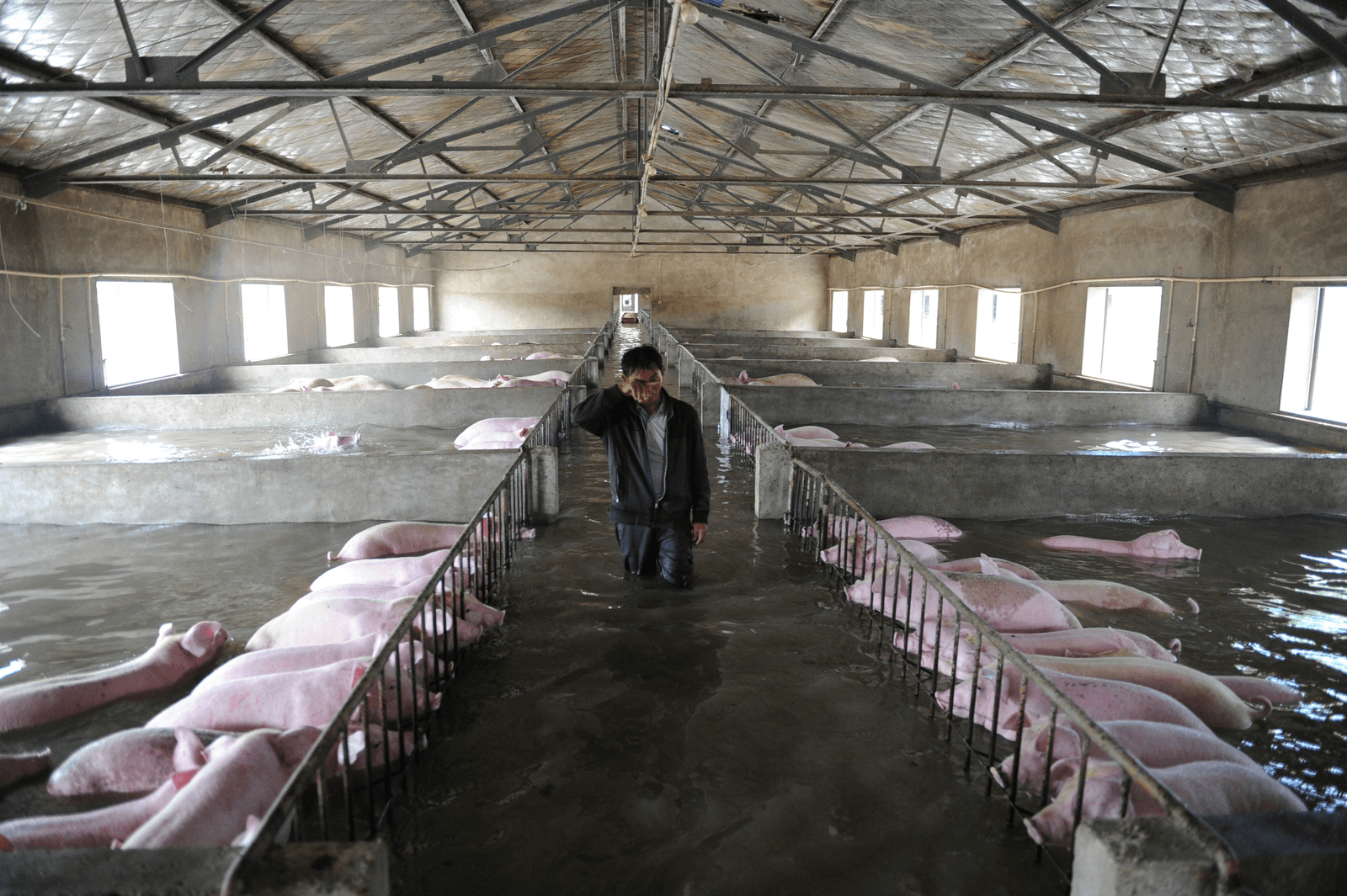 Varkens in nood in China, trekker in de fik en natschade in beeld - Foto: Reuters