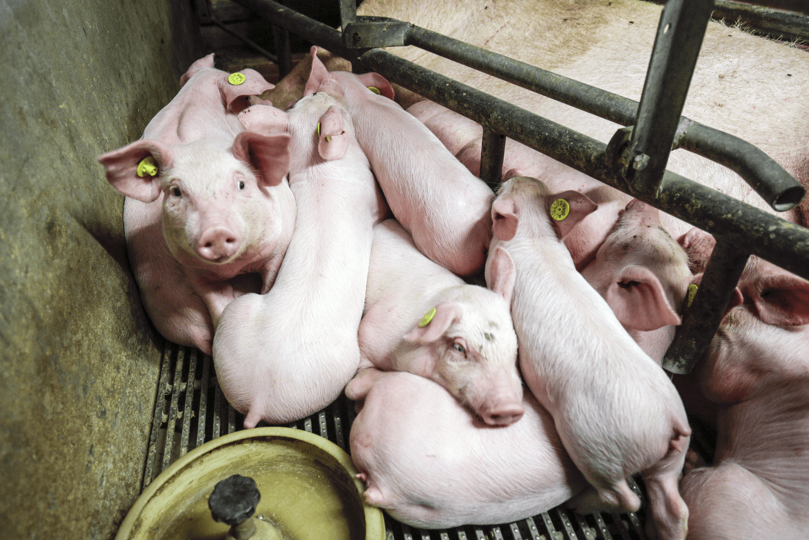 Sector aan de slag met verlagen biggenuitval - Foto: Jan Willem van Vliet