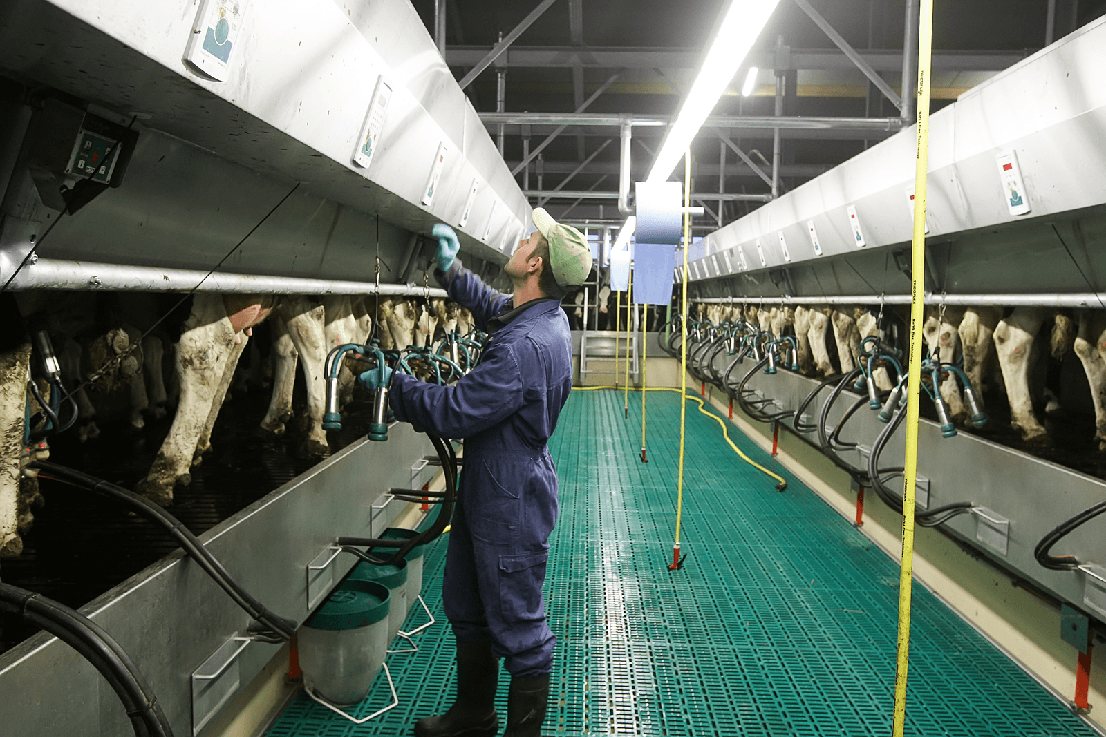 EU-krimppremie niet voor Nederlandse melkers - Foto: Ronald Hissink