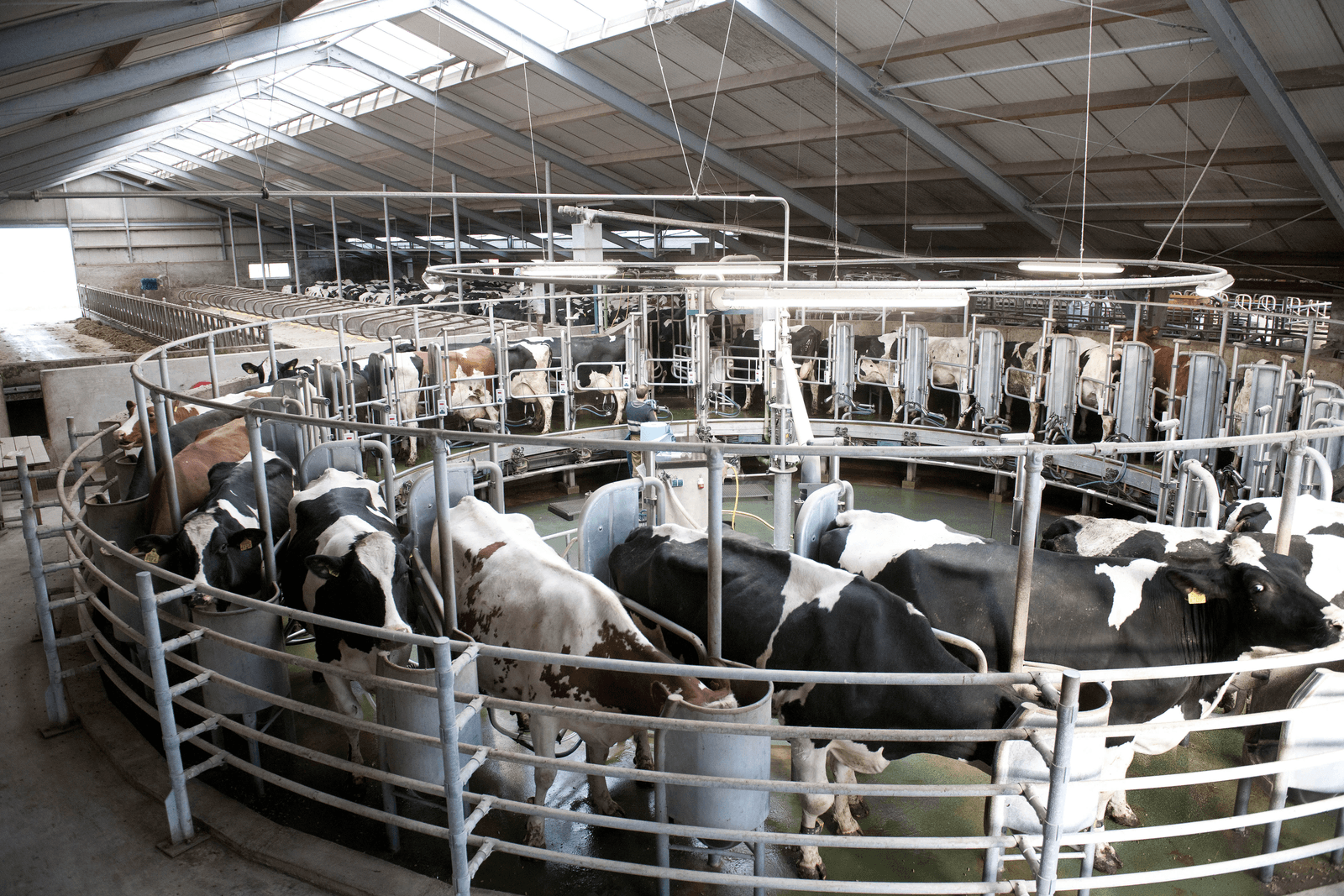 Kritiek in EU-parlement op grotere melkproductie