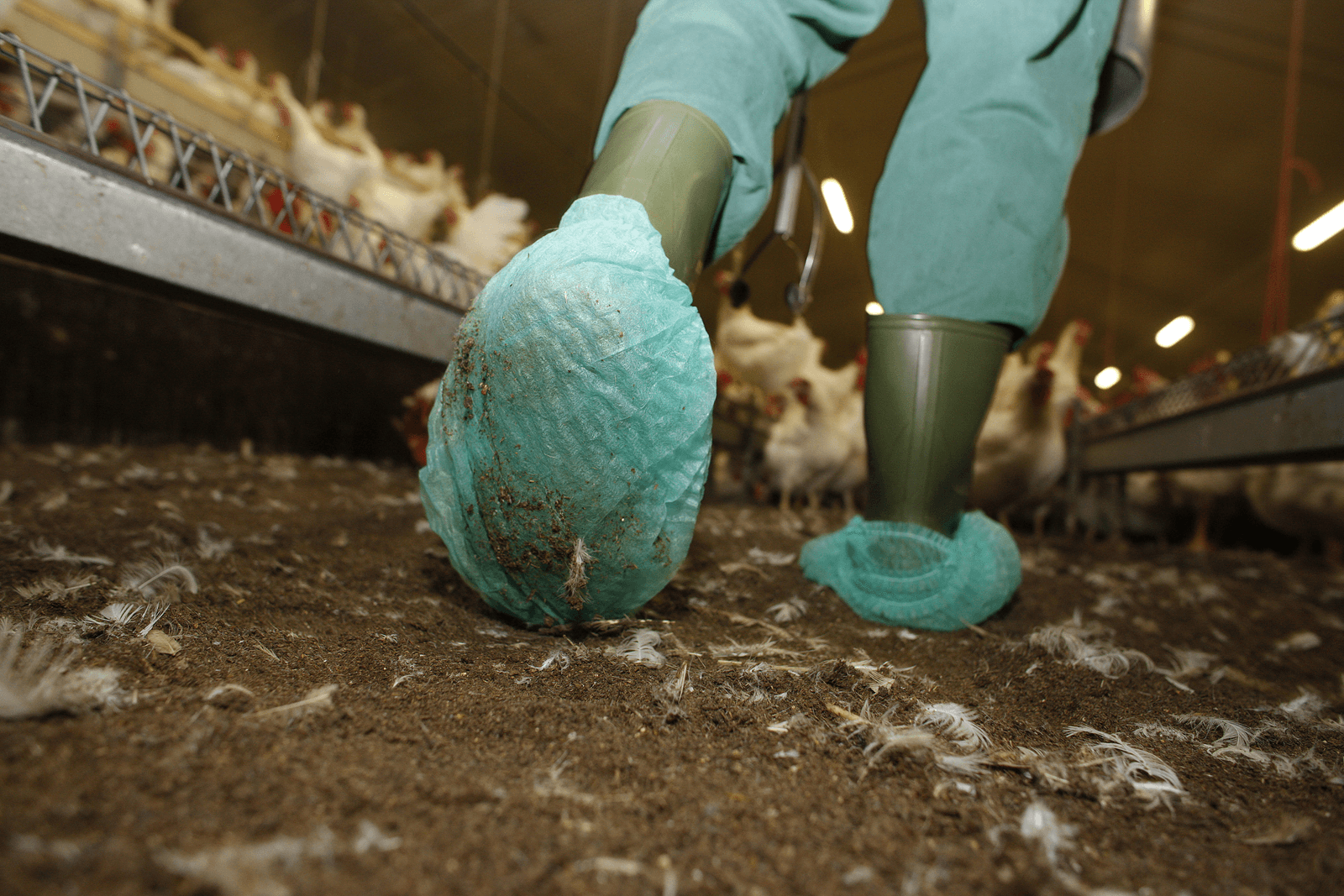 Avined tobt met salmonella-aanpak - Foto: Hans Prinsen