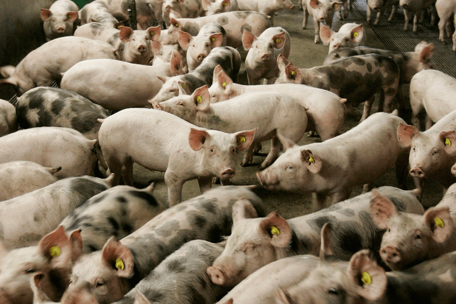 Wet dieraantallen is linke soep - Foto: ANP