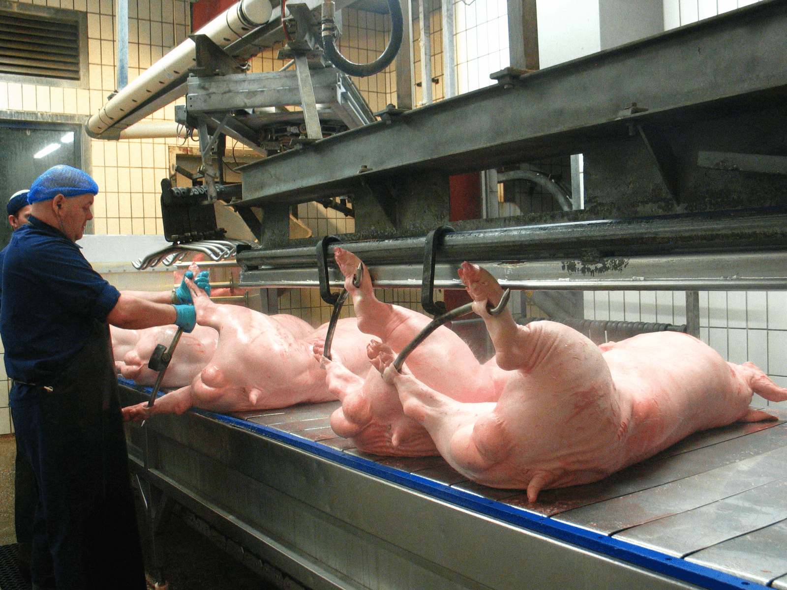 Ongecastreerde beren op de slachtband. - Foto: Boerderij