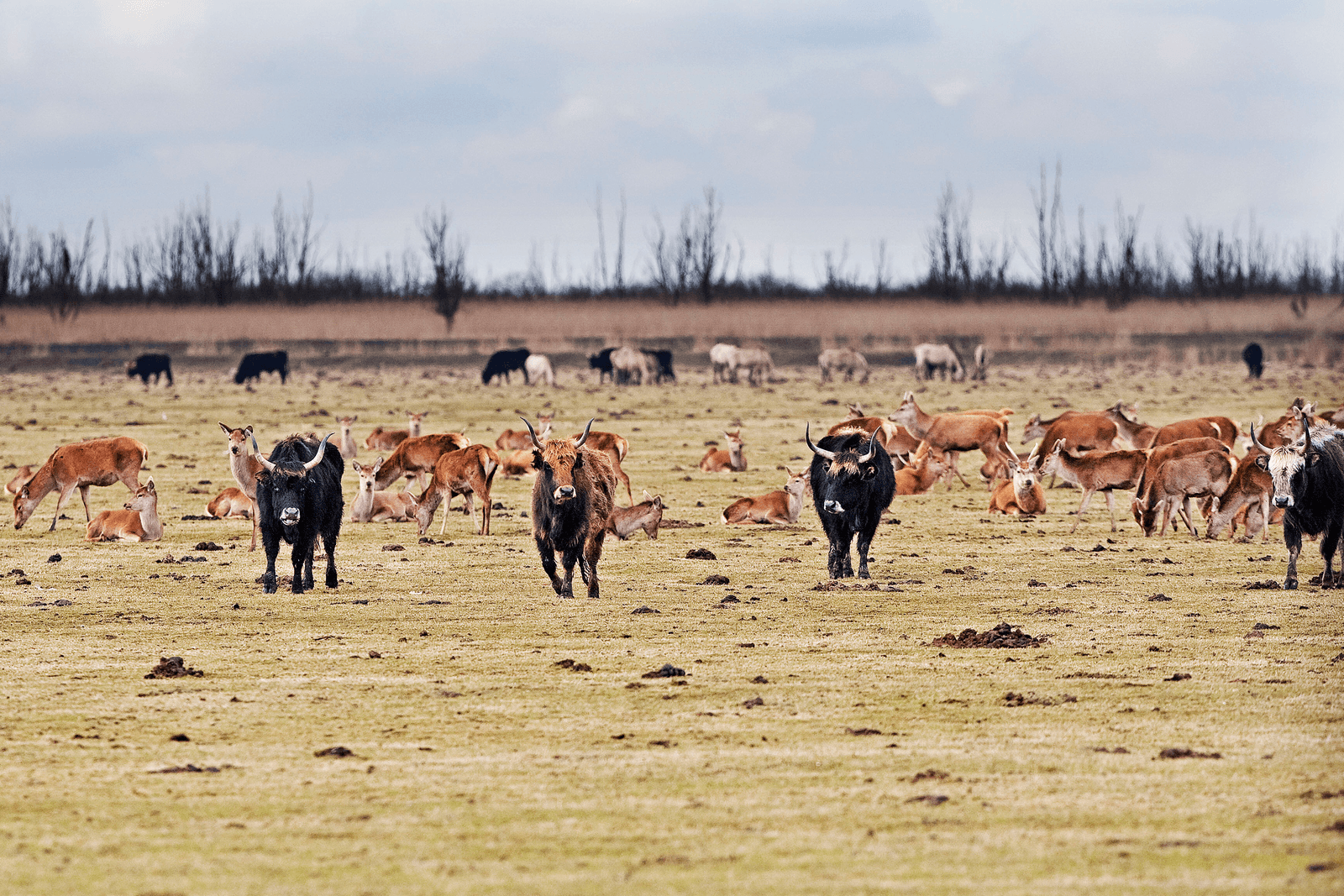 Bijvoeren hoeft niet in Oostvaardersplassen - Foto: ANP