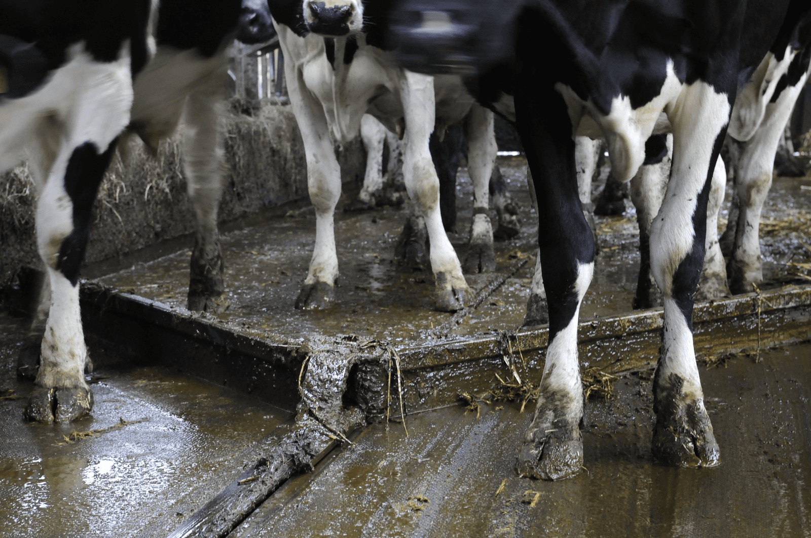 LTO: snel fosfaatrechten invoeren, korting niet hoger dan 8% - Foto: Wick Natzijl