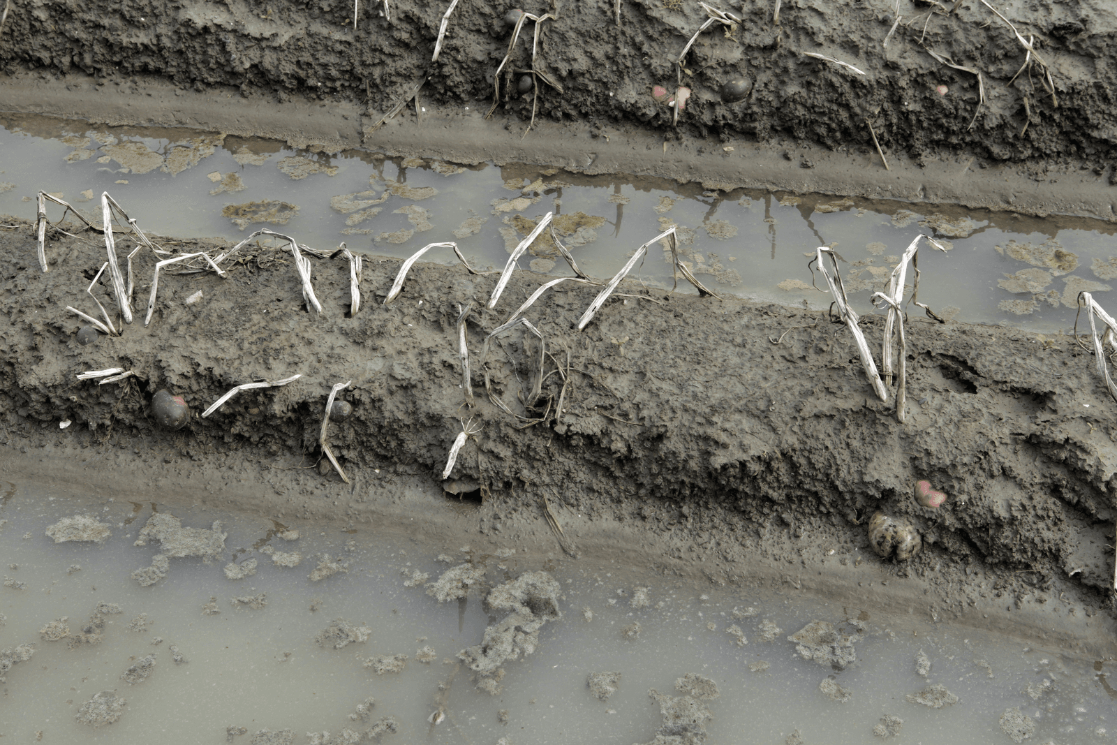 Groot deel oogst mislukt, verwerkers luiden noodklok - Foto: Henk Riswick