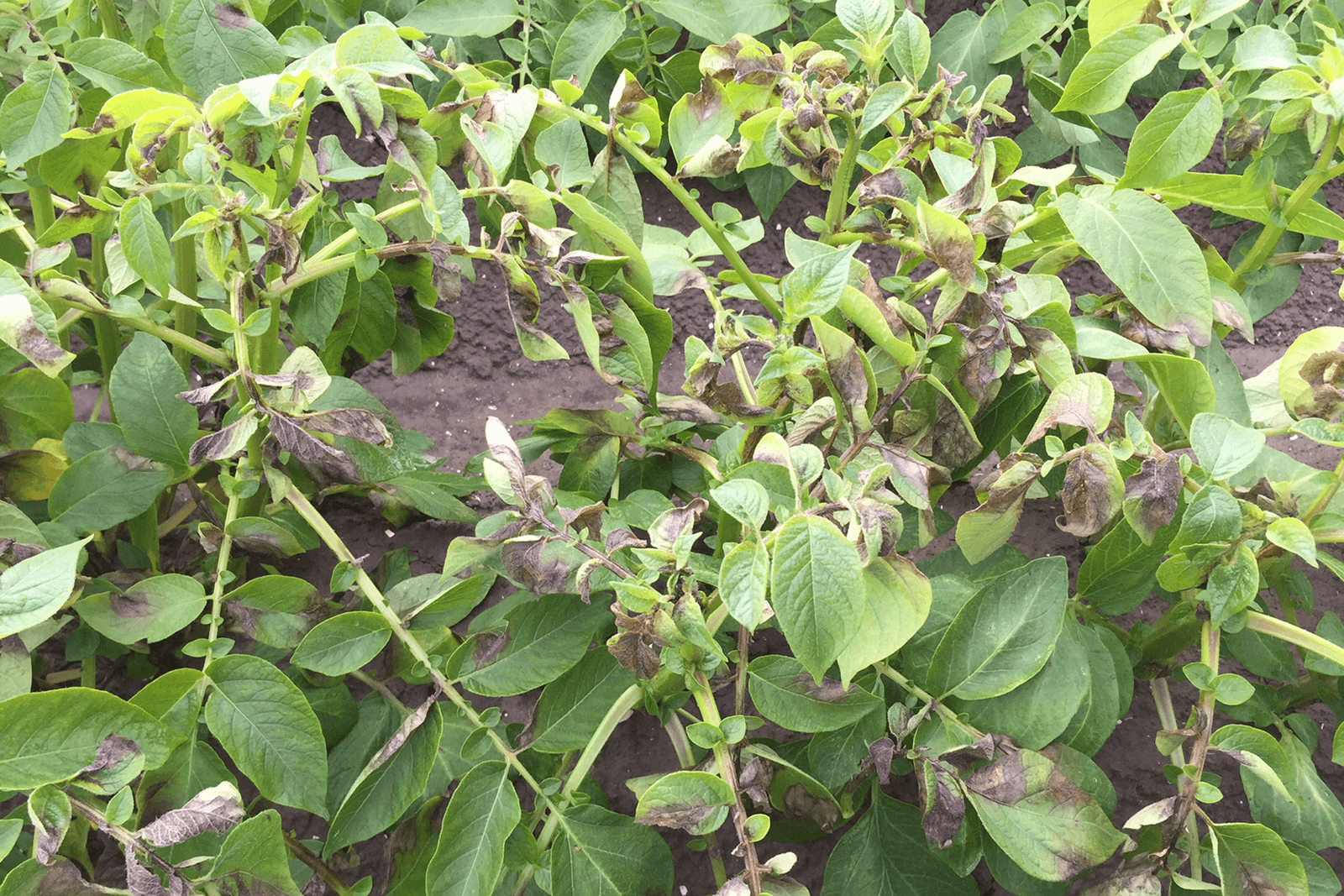 Door phytophthora aangetaste aardappelen in Zuid-Holland. - Foto: Martijn Knuivers