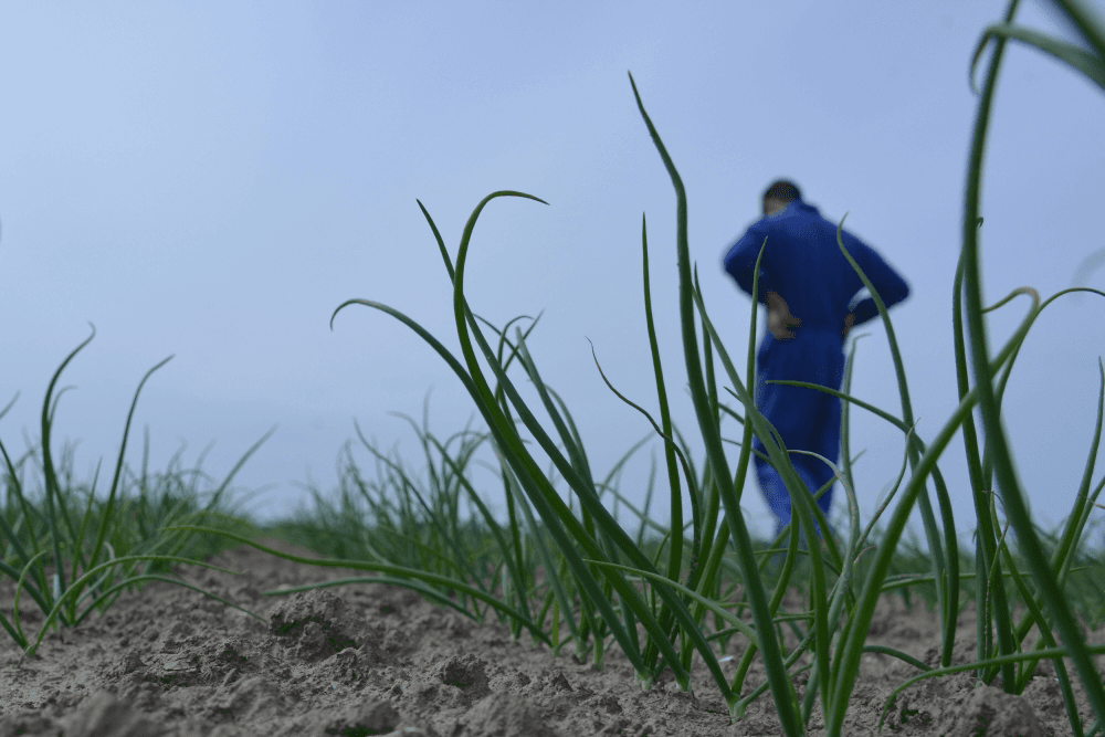 Goed ontwikkelde uien. De groei zit er goed in zo blijkt bij een rondgang langs gewassen in de Haarlemmermeer, Wieringermeer en Flevoland. - Foto: Sytze Bakker
