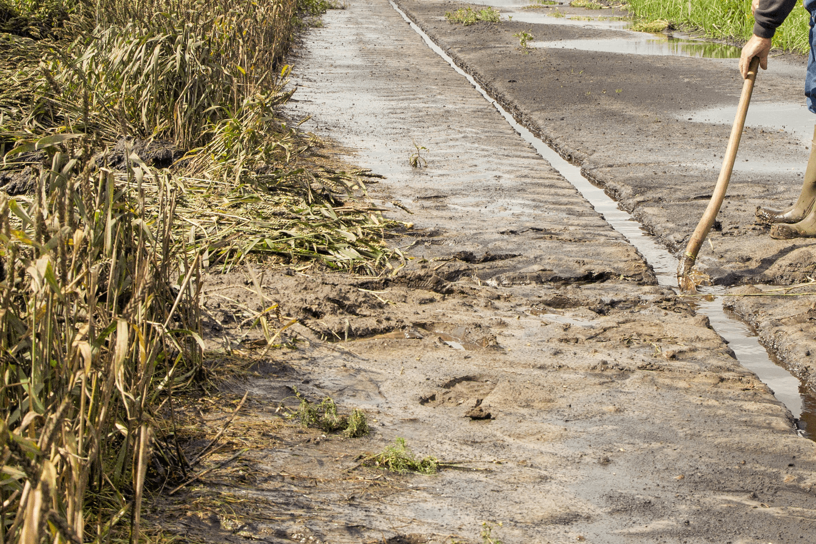 'Regen kost in teeltgebieden 20 tot 30% van de groenteoogst'. - Foto: Koos van der Spek