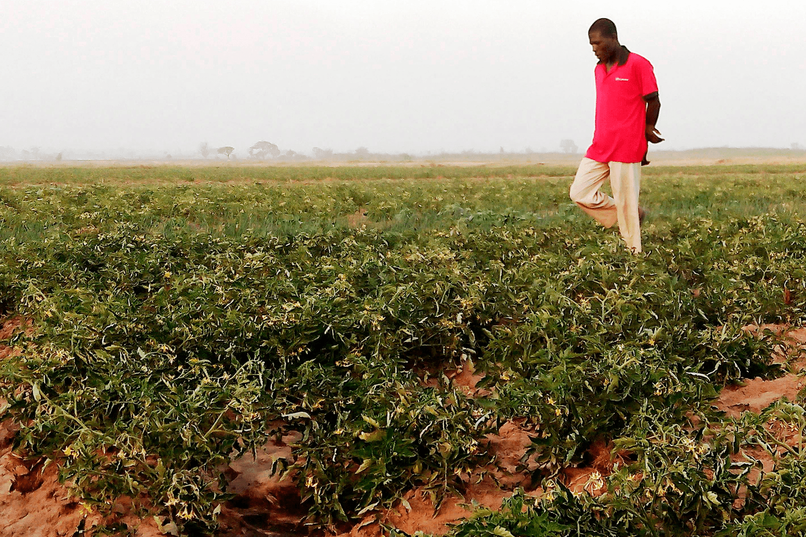 EU en Afrika maken afspraken voedselvoorziening - Foto: ANP