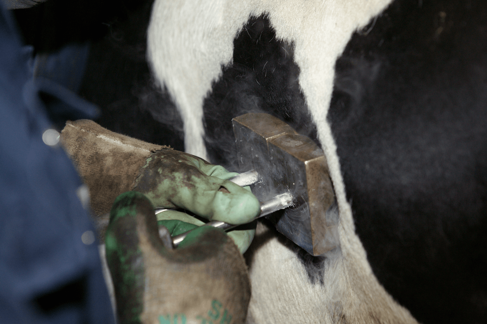 Van Dam blijft bij verbod op koudmerken - Foto: Jan Willem Schouten
