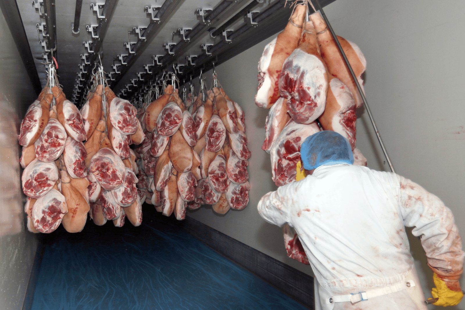 Exportwaarde varkensvlees EU stijgt naar ¬ 477 miljoen - Foto: Bert Jansen