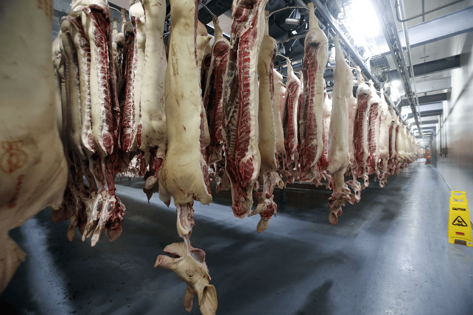 Export varkensvlees EU blijft groeien - Foto: Bert Jansen