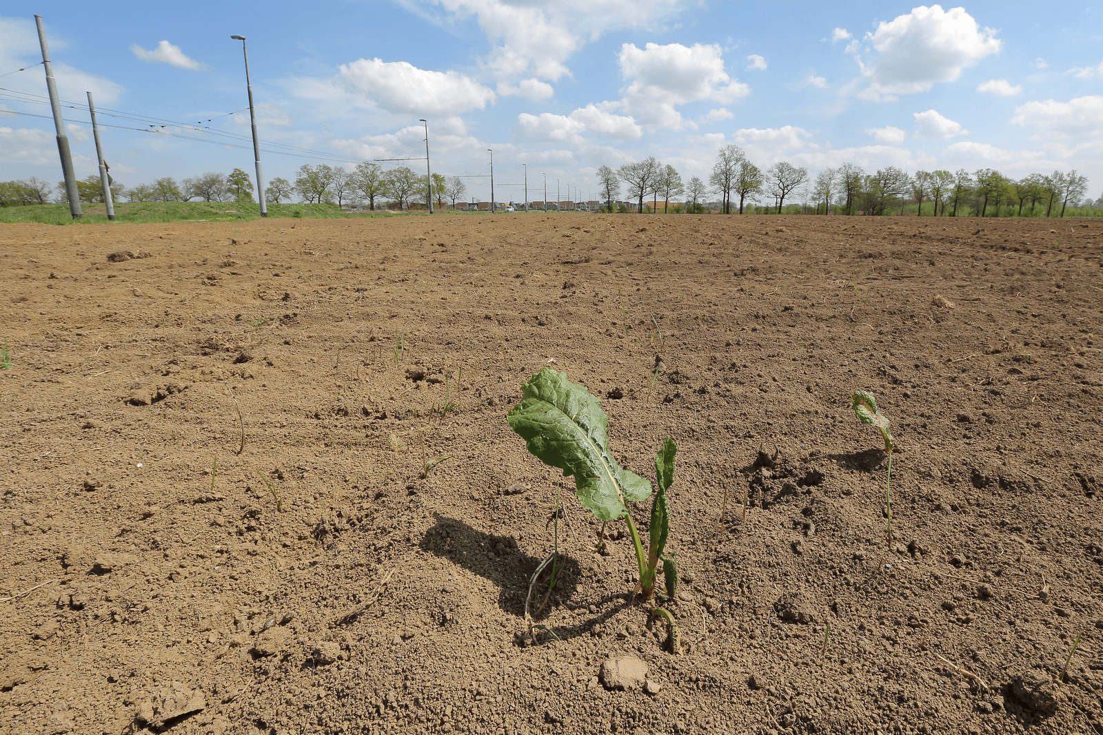 Na 10 jaar dralen, bouwvergunning voor varkensstal definitief kwijt. - Foto: Tamara Reijers