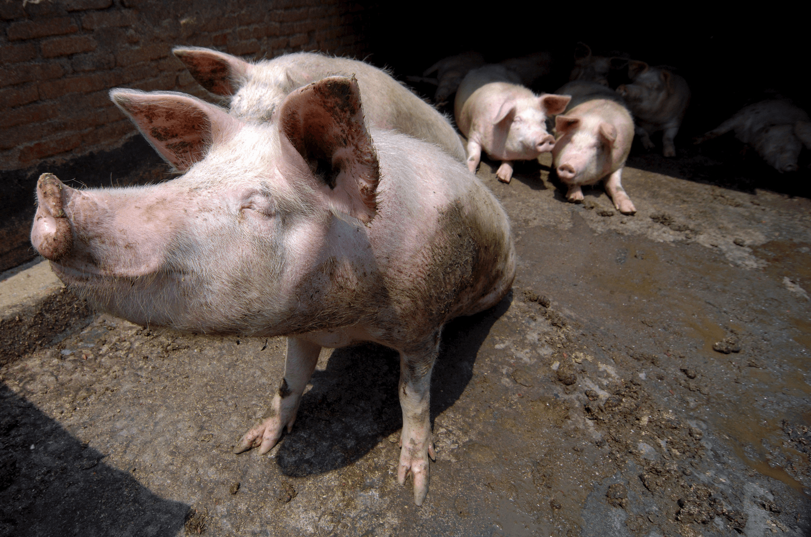 Varkensbedrijf op gifbelt leidt tot sterfgevallen - Foto: EPA