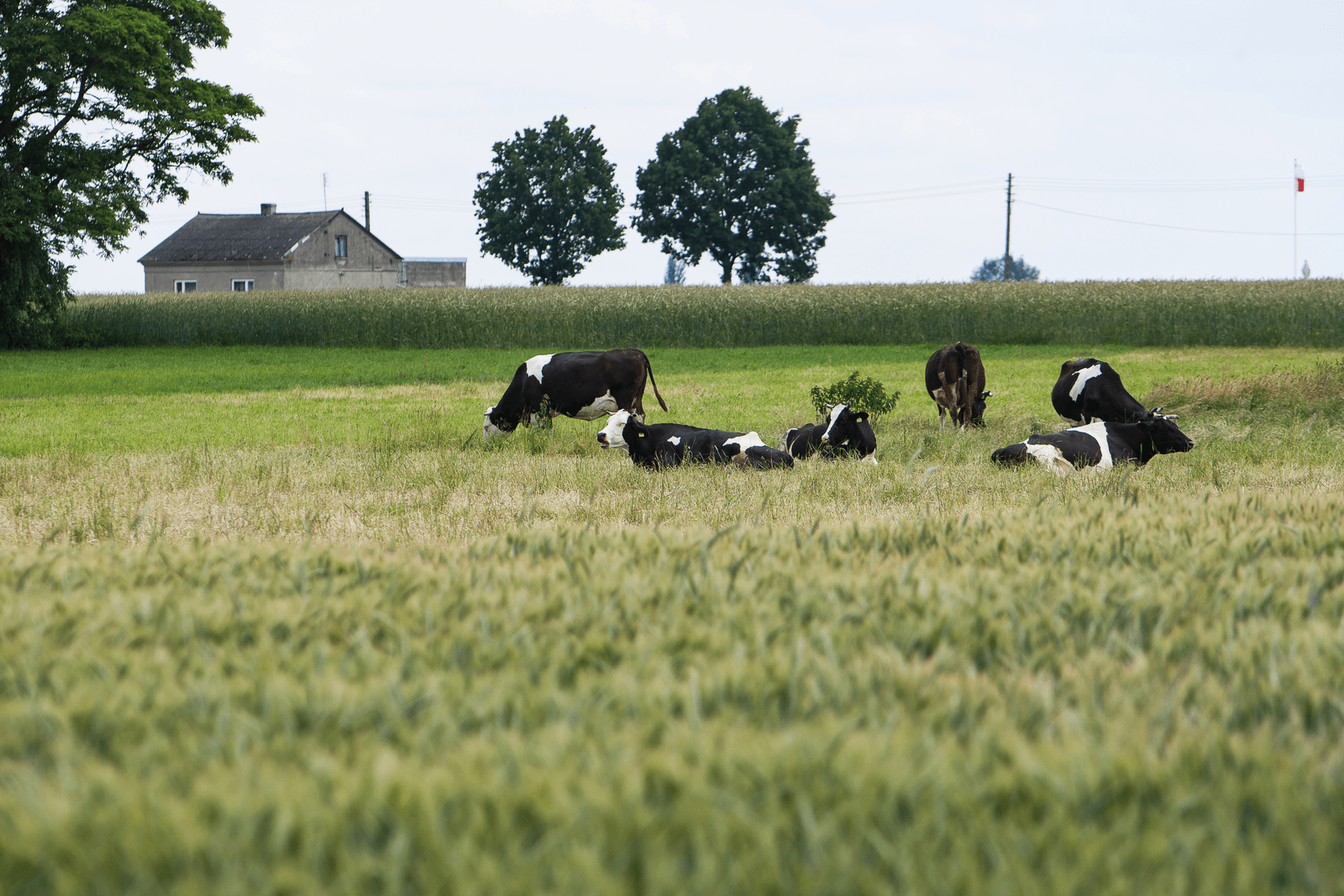 Foto: Ronald Hissink
