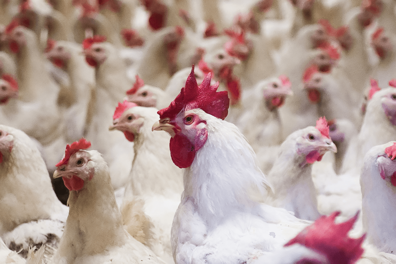 Zweedse vleeskuikenshouderij groeit ondanks regels - Foto: Ronald Hissink