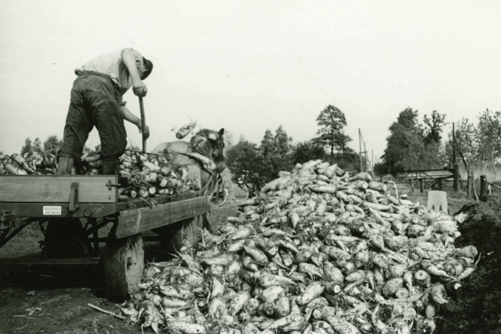 Handwerk in de bieten in 1958 - Foto: Misset