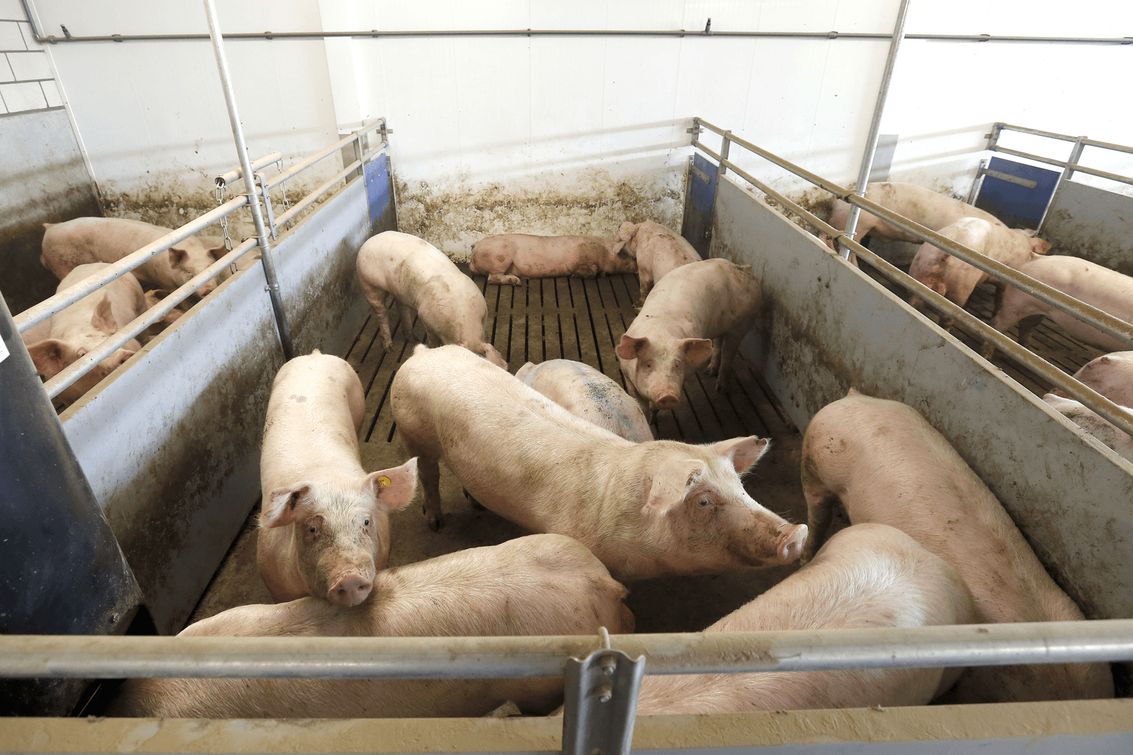 Van Dam: grote impact actieplan op varkenssector - Foto: Bert Jansen