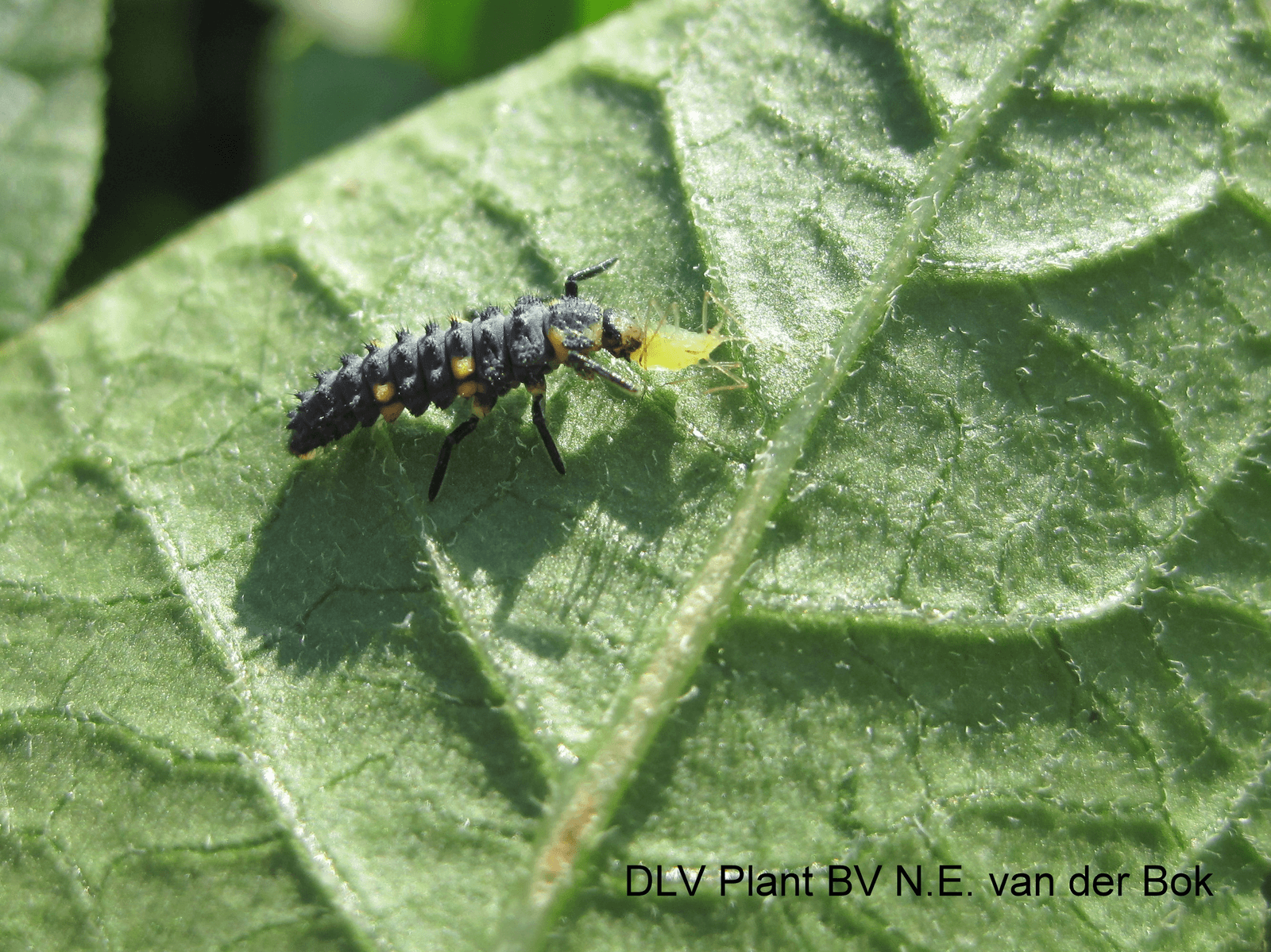 Een larve van een lieveheersbeestje valt een graanluis aan. - Foto: Delphy
