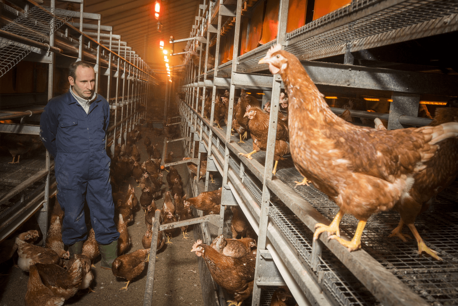 Vakmanschap belangrijker in intensieve veehouderij - Foto: Koos Groenewold