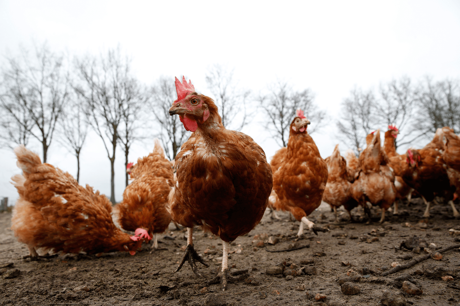 Ledentrouw terecht beloond bij DEP. - Foto: ANP