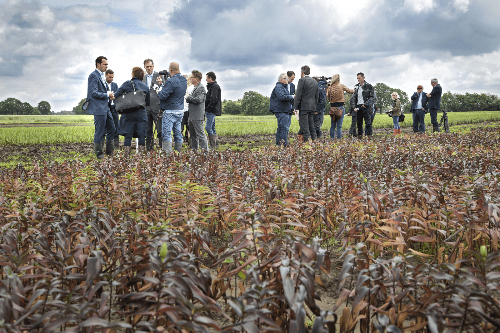 "Vreselijk." In pak en kaplaarzen kijkt Martijn van Dam, staatssecretaris van Economische Zaken, naar de bruine planten in de modder op een gloeiende, winderige akker nabij Weert in Midden-Limburg. Hij is op bezoek bij leliebollenteler Wilbert Mans. Foto: Jan Willem Schouten