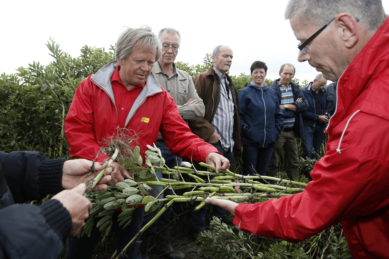 Winterveldbonen als nieuw, kansrijk gewas - Foto: Duo-Foto Camile Schelstraete