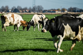 Foto: Peter Roek