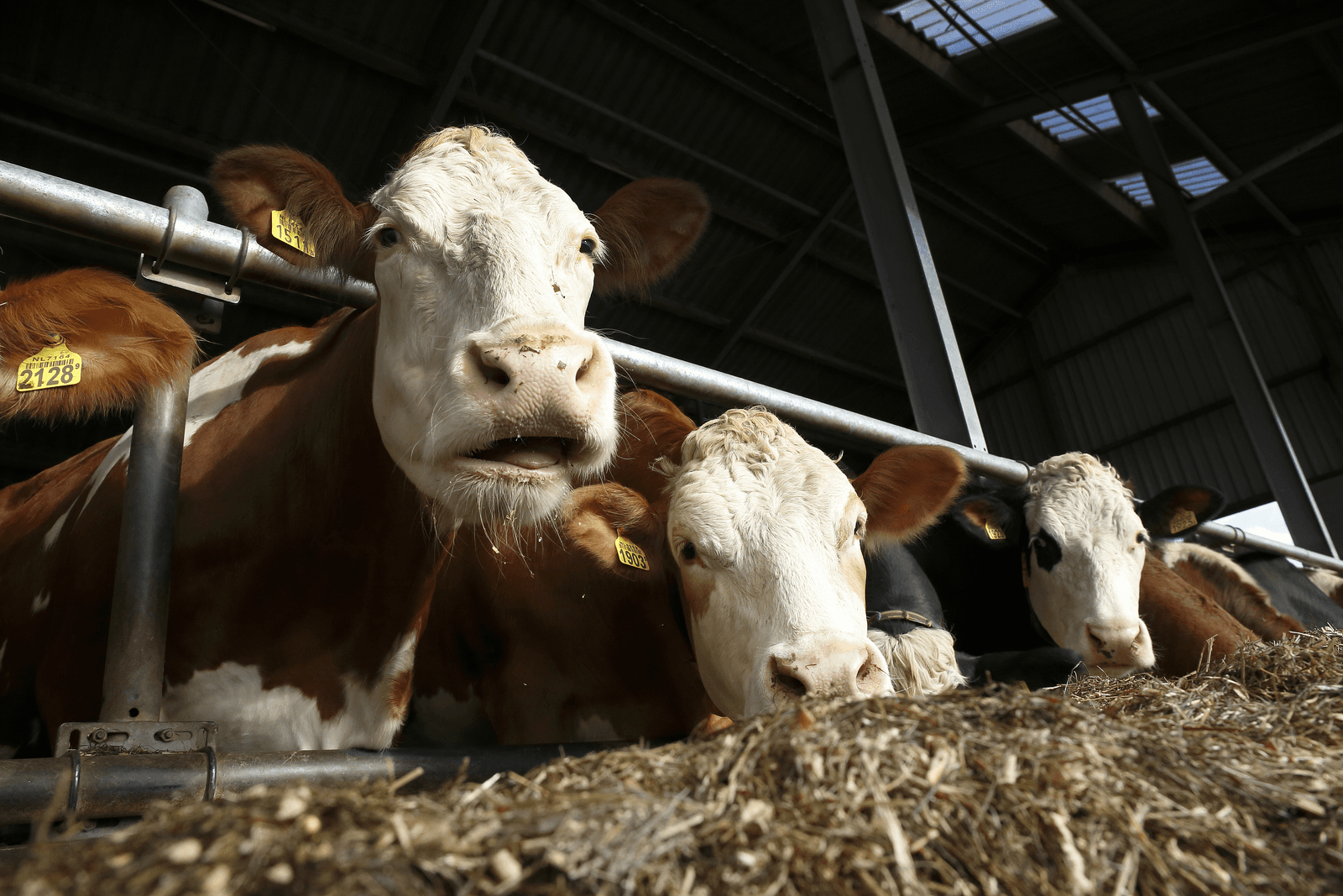 'Meer plezier in ruwvoerteelt' - Foto: Hans Prinsen
