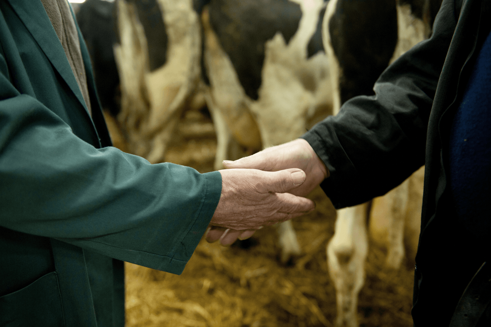 Veehandelaar is geen klankbord voor boer - Foto: Mark Pasveer
