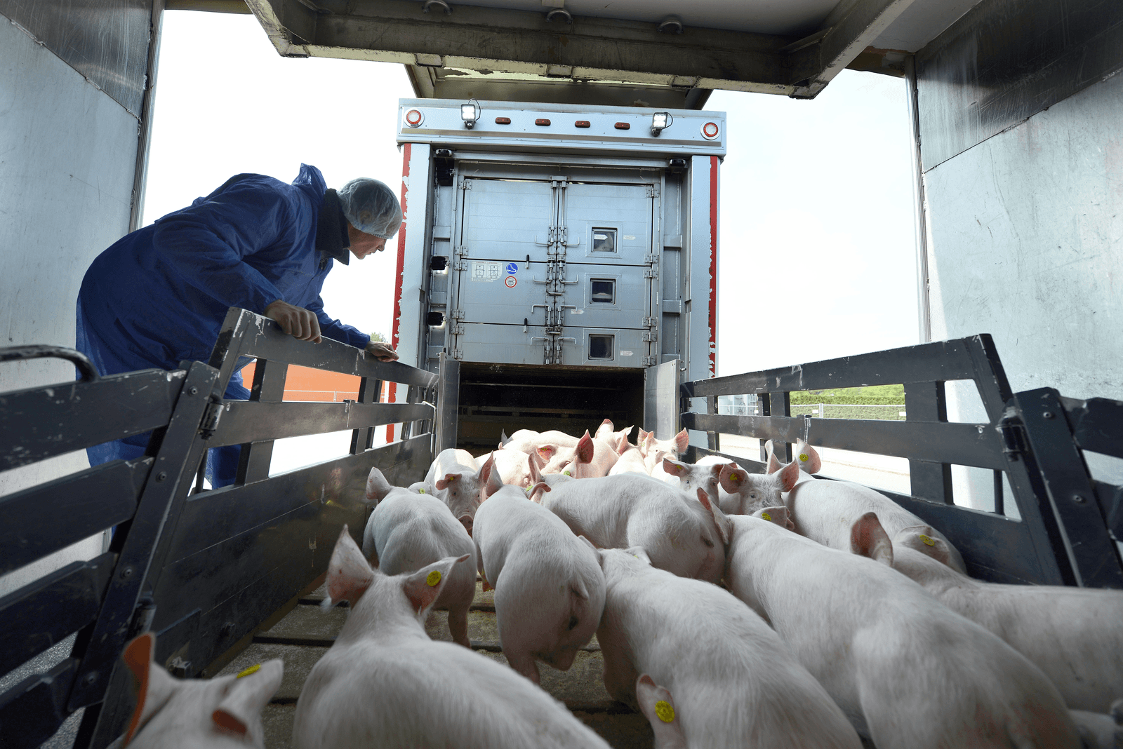 NVWA zoekt met spoed 60 dierenartsen - Foto: Bert Jansen