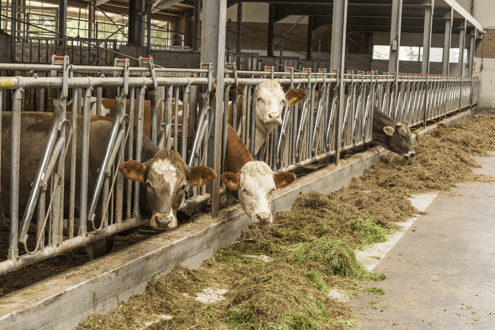 'Boeren moeten vanuit kracht omschakelen'. - Foto: Koos Groenewold