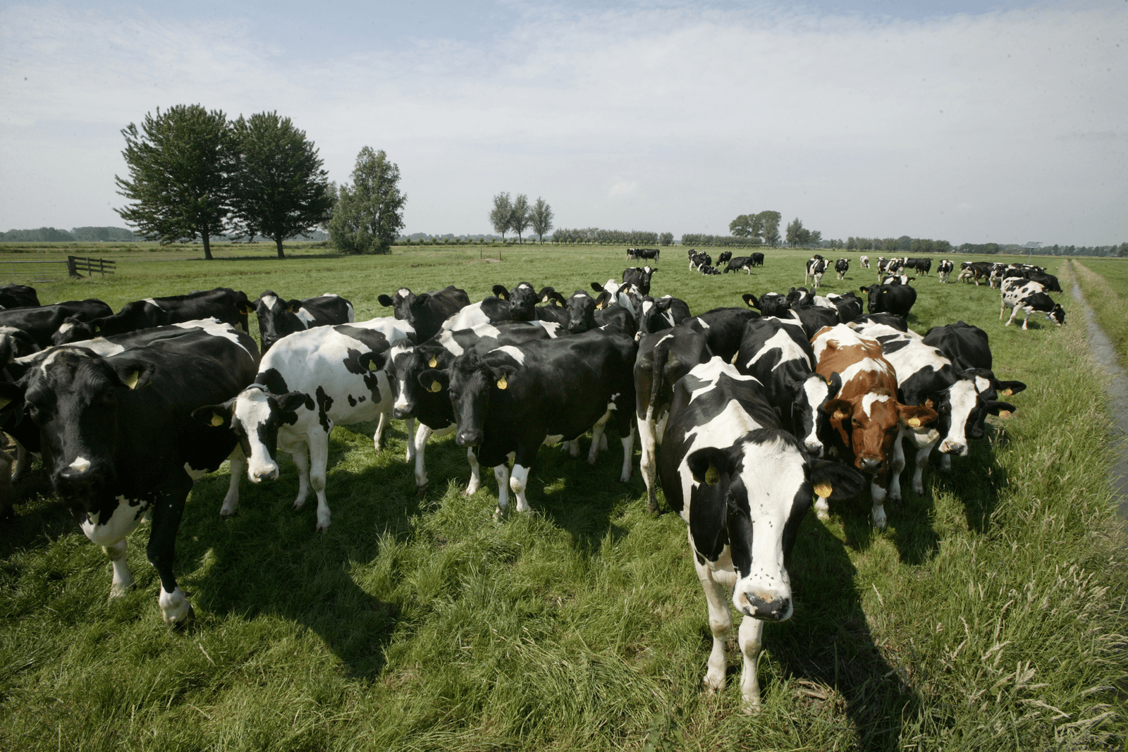 Met Weide Weelde naar boerenweelde - Foto: Koos Groenewold