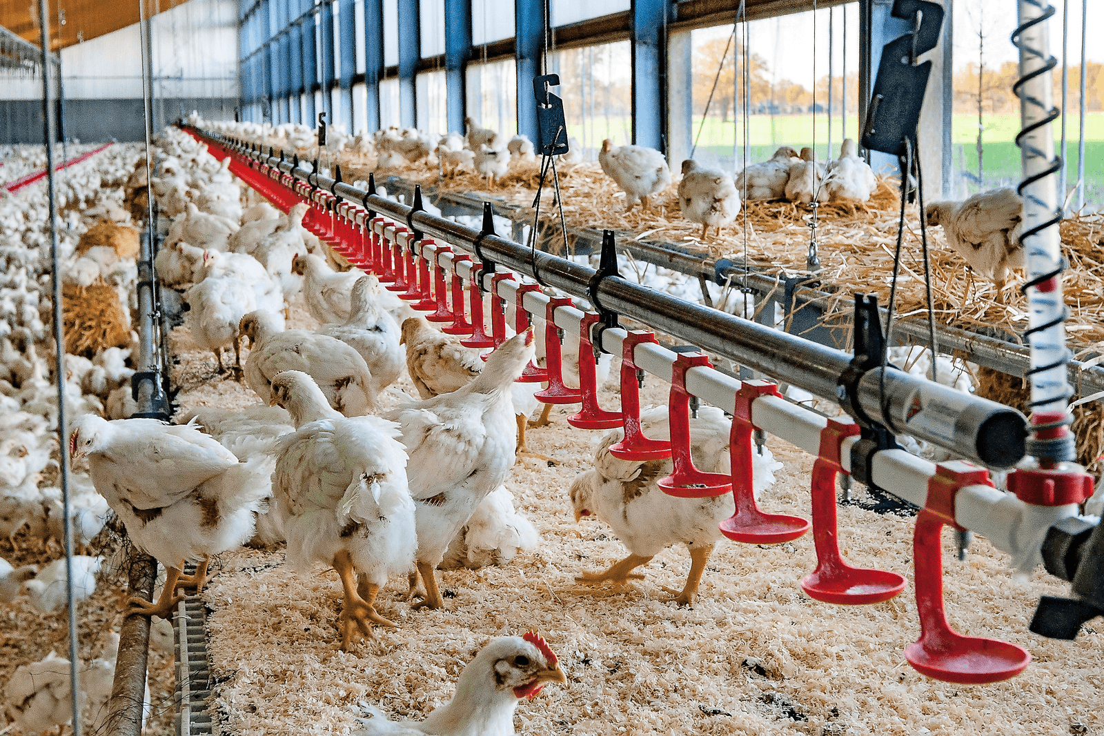 Dierenwelzijnsprijs voor Windstreekstal van Plukon - Foto: Ronald Hissink