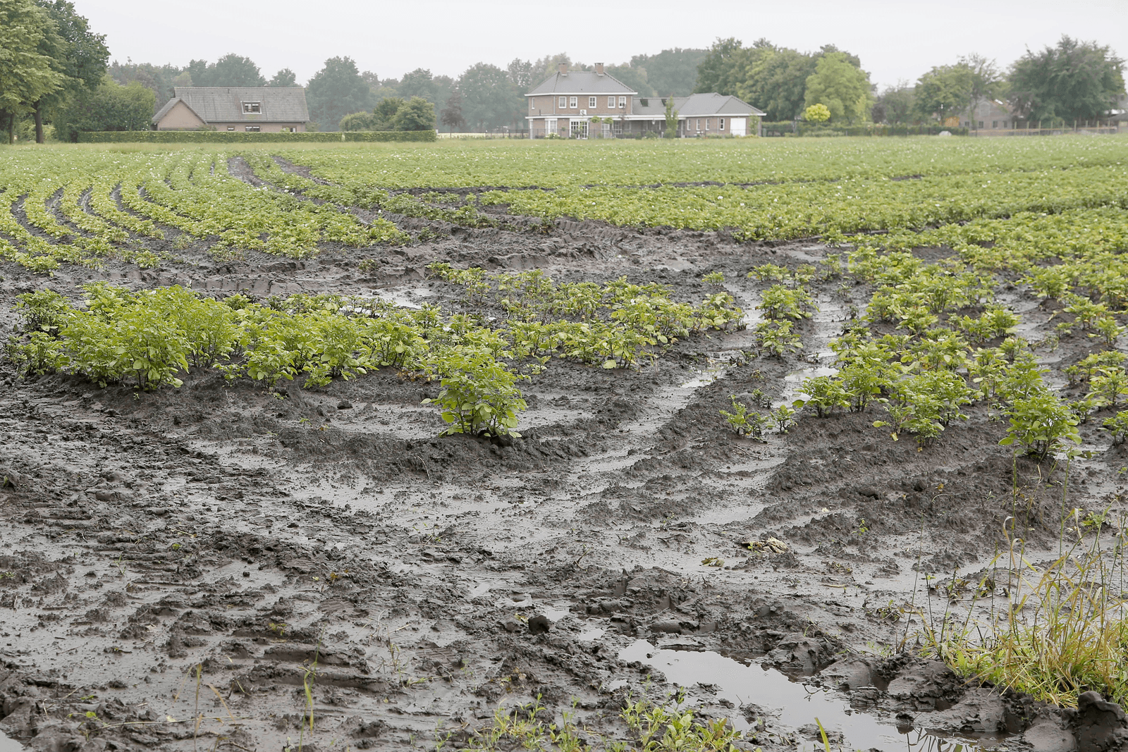 Waterschade boeren loopt op tot miljard - Foto: Jan Willem Schouten
