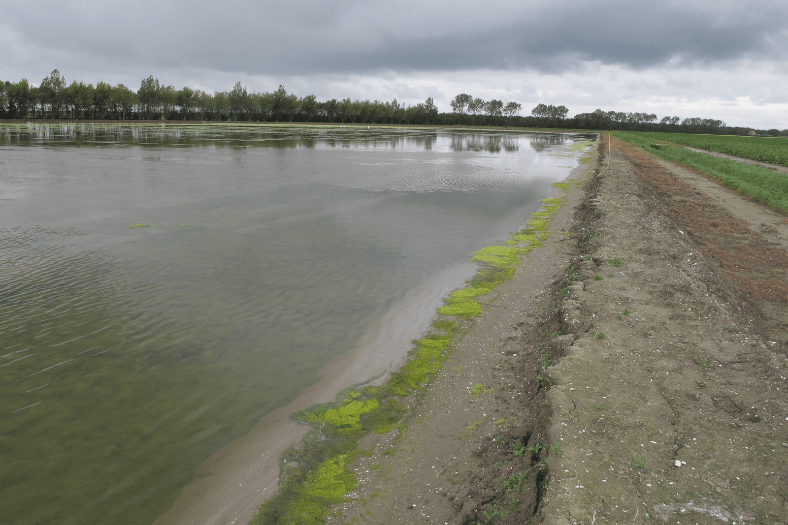 Dit perceel in de Wieringermeer is vorig jaar tijdelijk onder water gezet om chitwoodi te bestrijden. - Foto: WUR