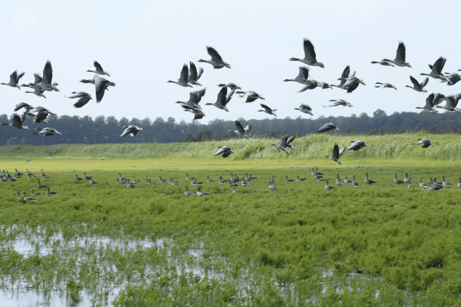 Overijssel heeft in 2014 terecht ontheffing gegeven om ganzen te bejagen om schade te voorkomen. - Foto: Henk Riswick