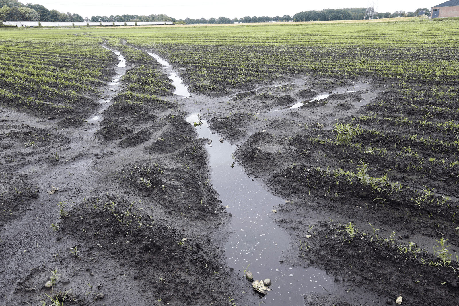 Aardappelperceel onder water. - Foto: Bert Jansen