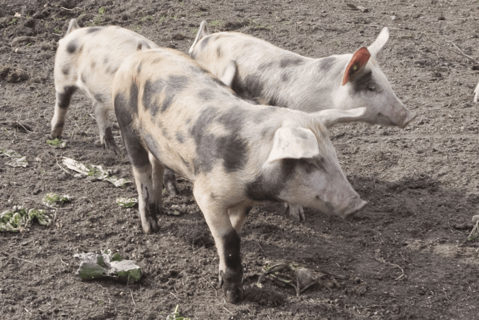 Brucellose op Duits biovarkensbedrijf. - Foto: Jan Sibon