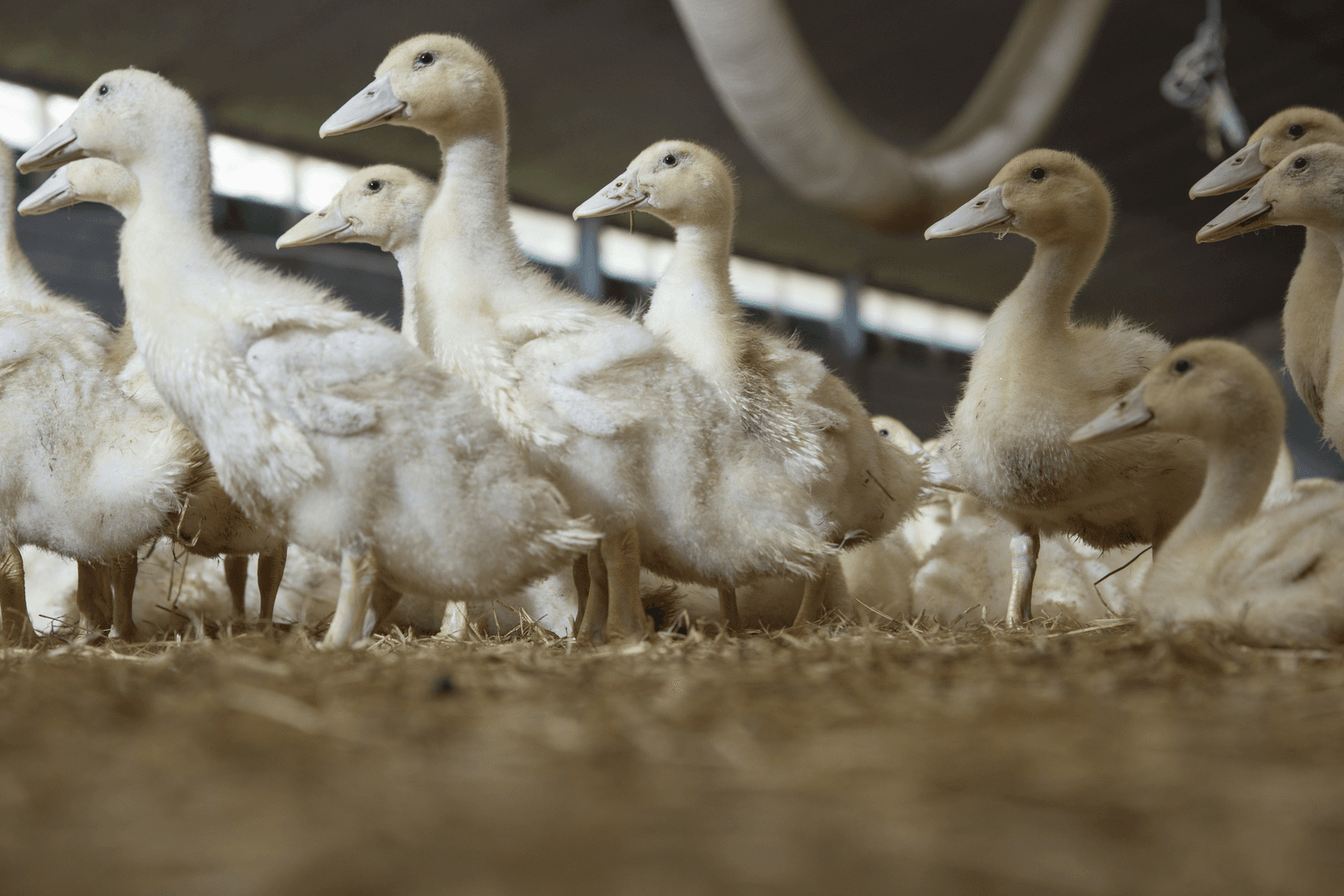 Tomassen Duck-To en VSE bundelen krachten - Koos Groenewold