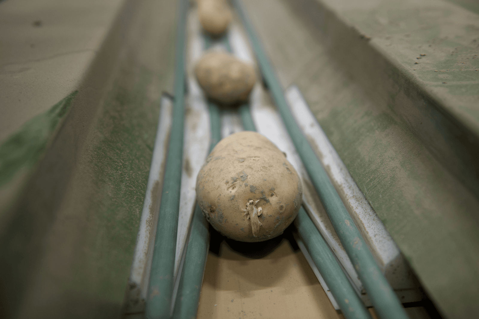 HZPC betaalt 5% meer voor pootgoed oogst 2015 - Foto: Mark Pasveer
