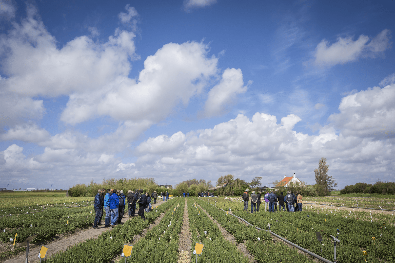 Open dag op een proefveld. Foto: Bertil van Beek