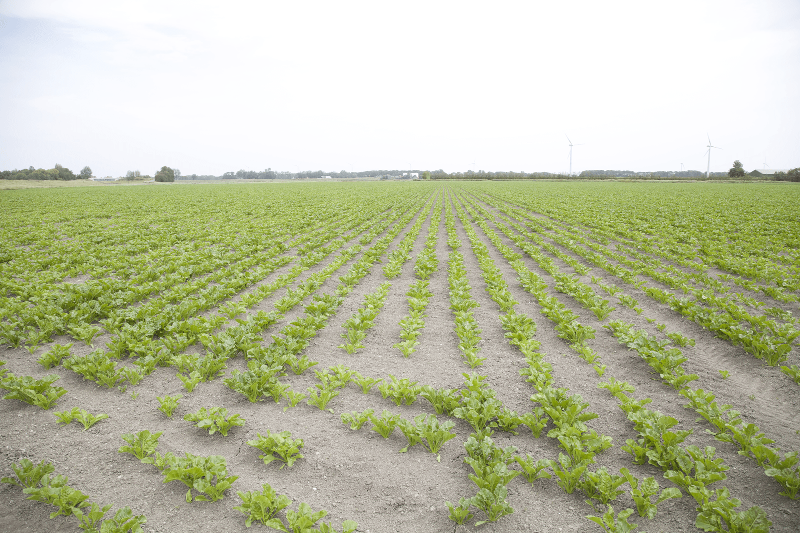 Suikerbieten op een Noord-Hollands bedrijf, vorig jaar half juni. Foto: Jan Willem Schouten