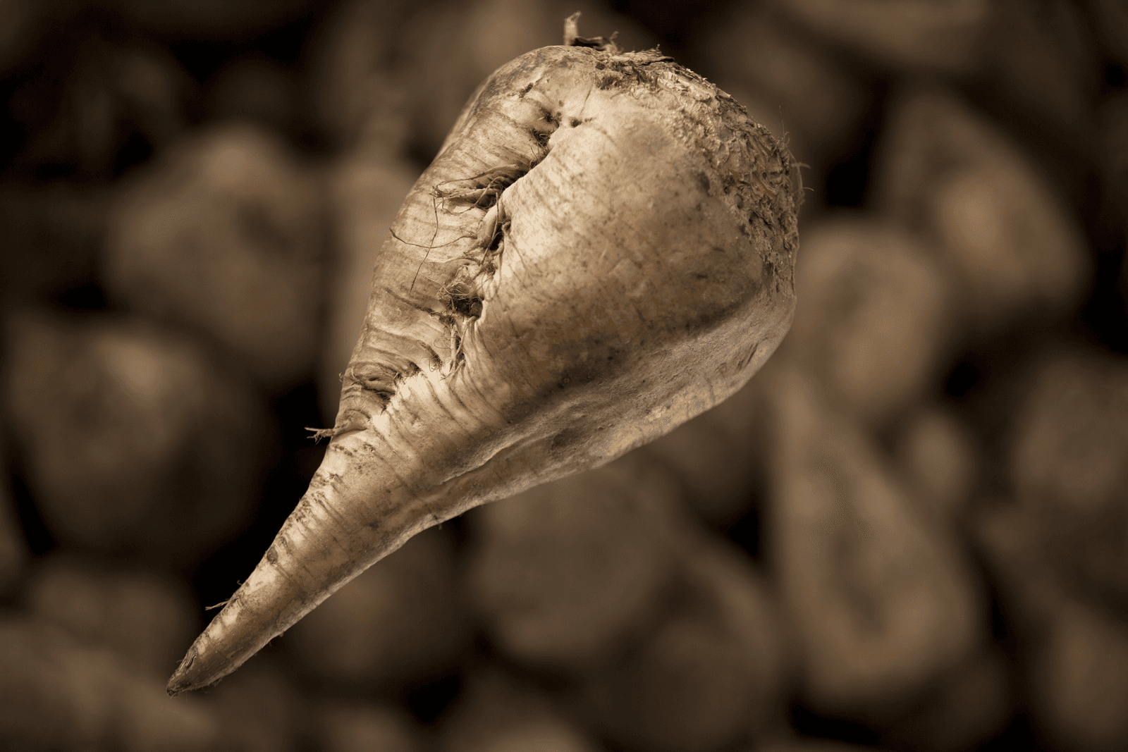Zweden krijgen patent op transgene zetmeelbiet - Foto: Jan Willem Schouten